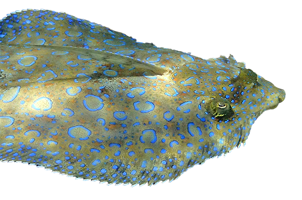 Камбаловые 